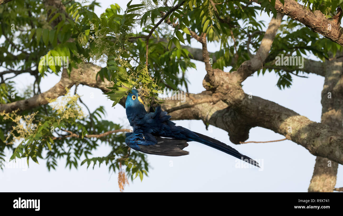 Blue Macaw in Pantanal Stock Photo