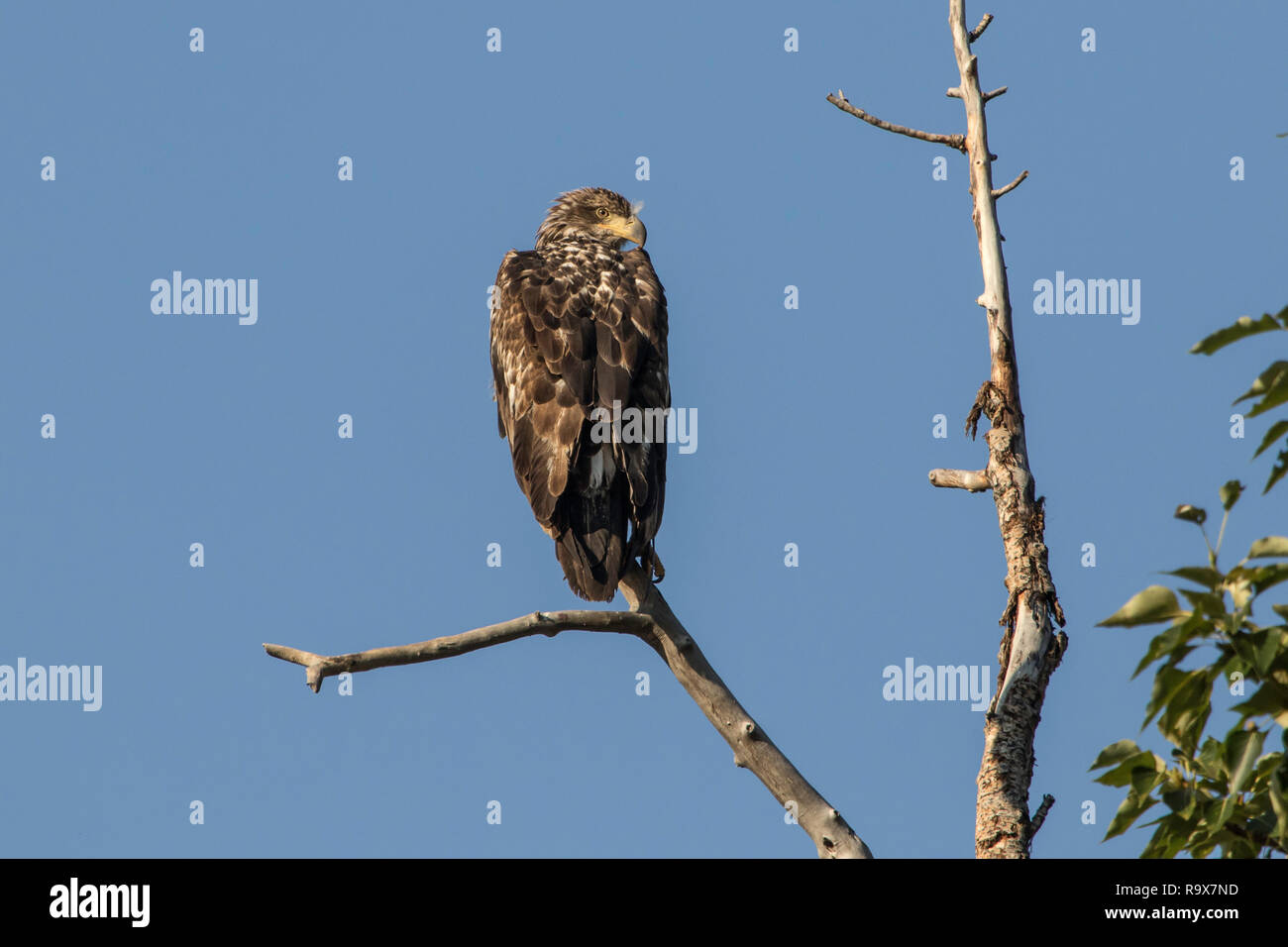 Young Bald Eagle Stock Photo Alamy