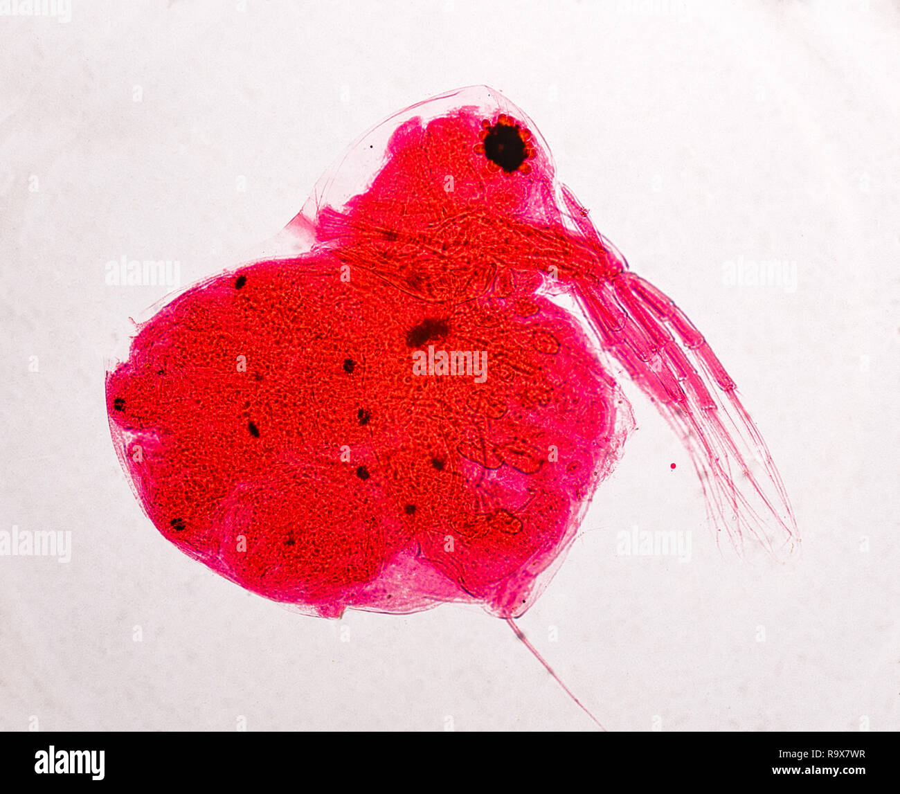 A prepared biology slide with a freshwater water flea magnified and photographed Stock Photo