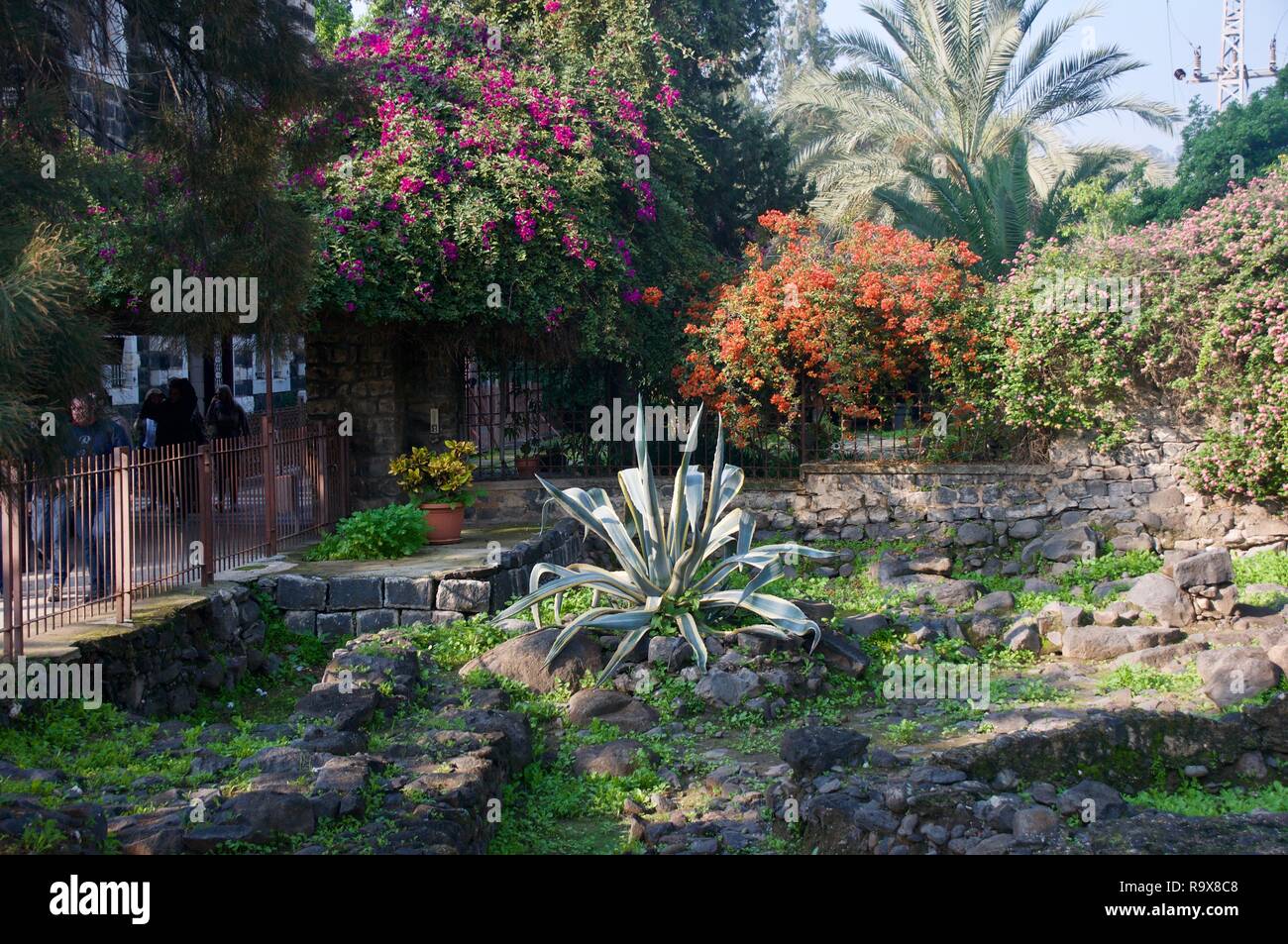 Aloe Plant in Garden in Capernaum Israel Stock Photo