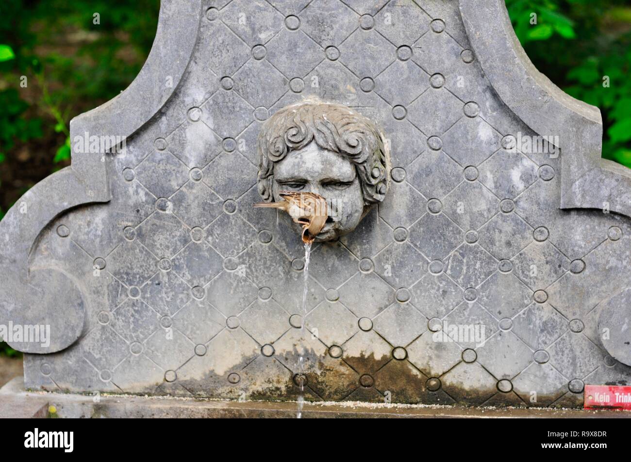 Sparrow Drinking from Fountain with sign that says Keine Trinke Stock Photo