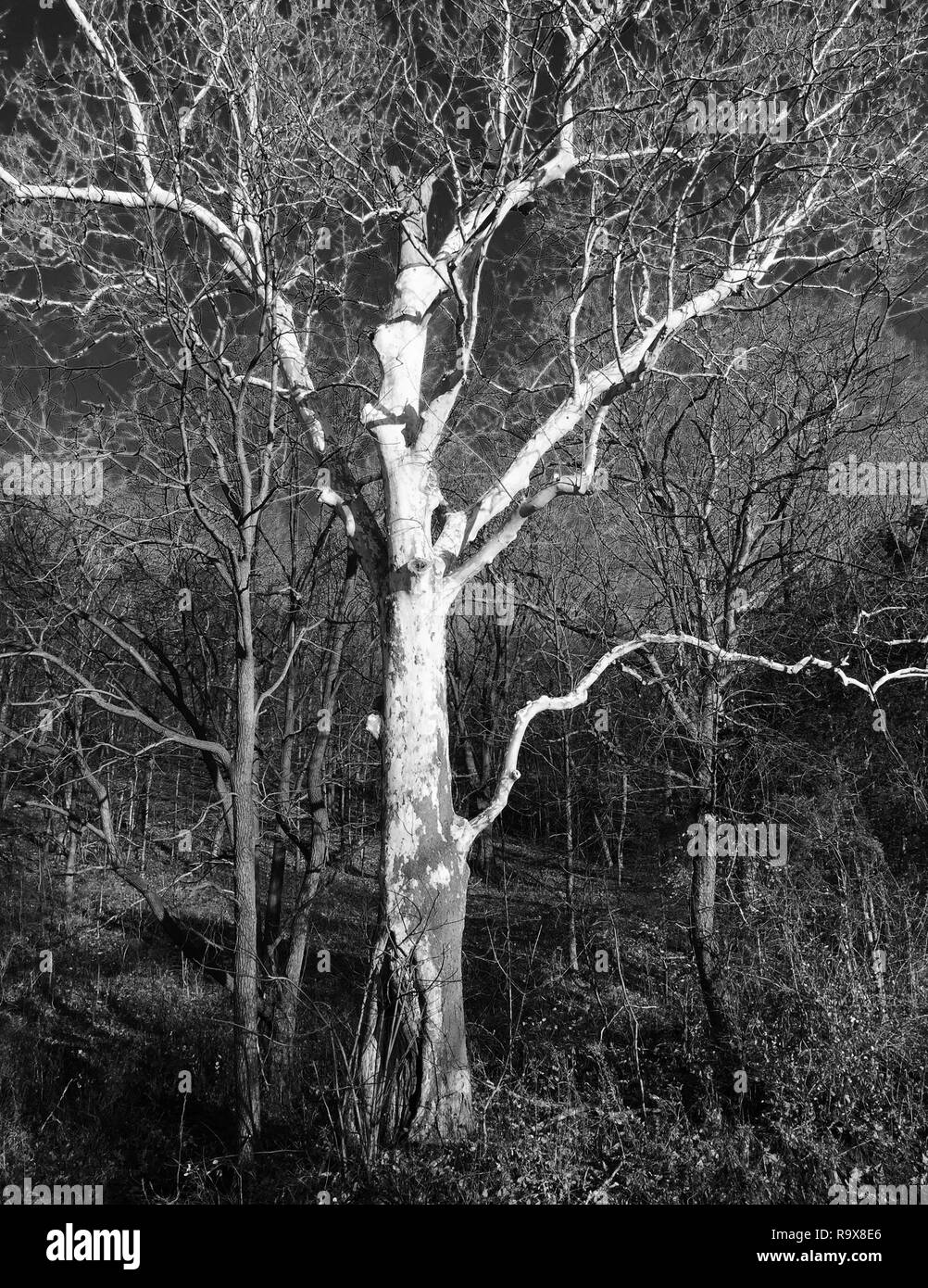 Dead Tree in Black and White Stock Photo Alamy