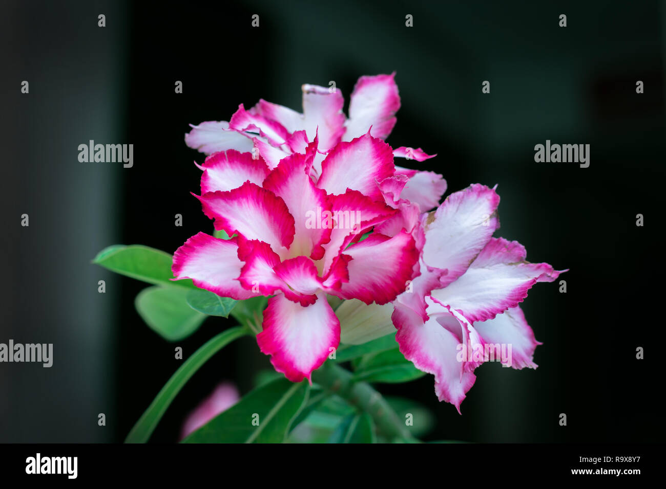 Red Desert Rose or Impala Lily or Mock Azalea with green leaves ...