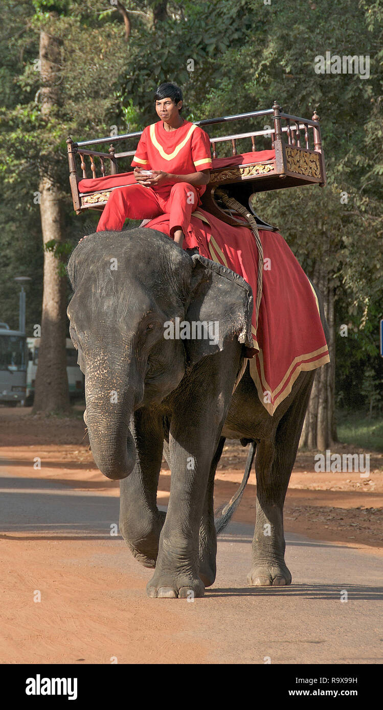 elephant crossing road near Angkor Vat, Cambodia Stock Photo