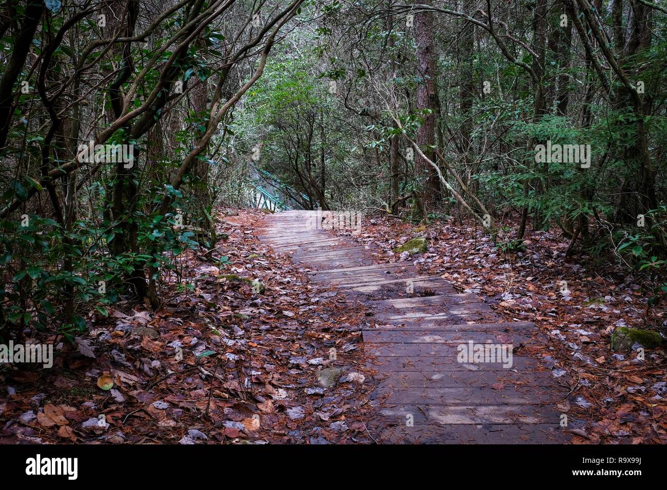 Hiking along the Fiery Gizzard Trail near Foster Falls, South 
