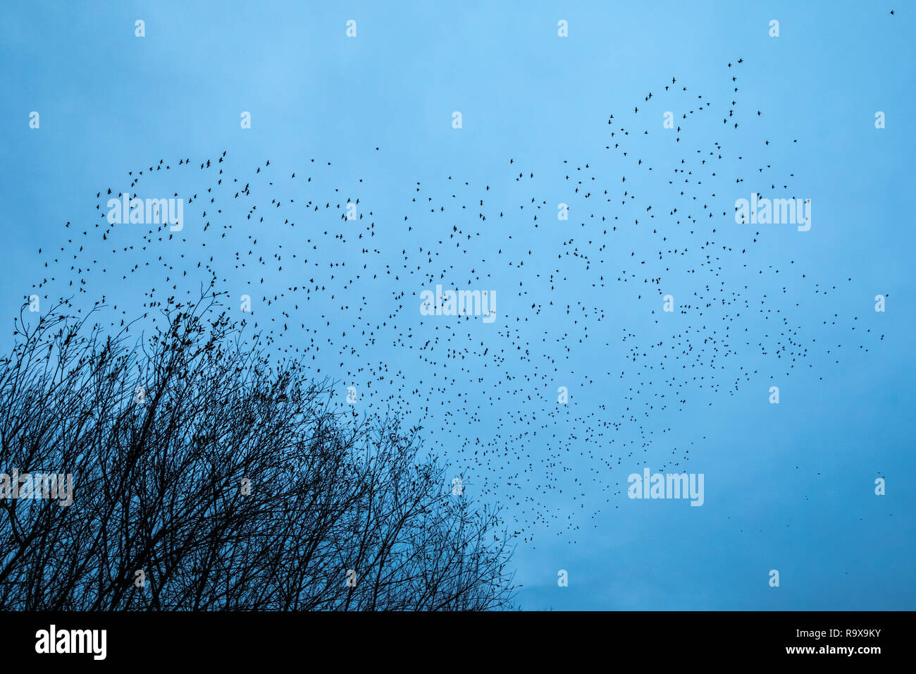Christmas Eve mass starling murmuration over Avalon marshes nature reserve. Glastonbury, Somerset, UK. Stock Photo
