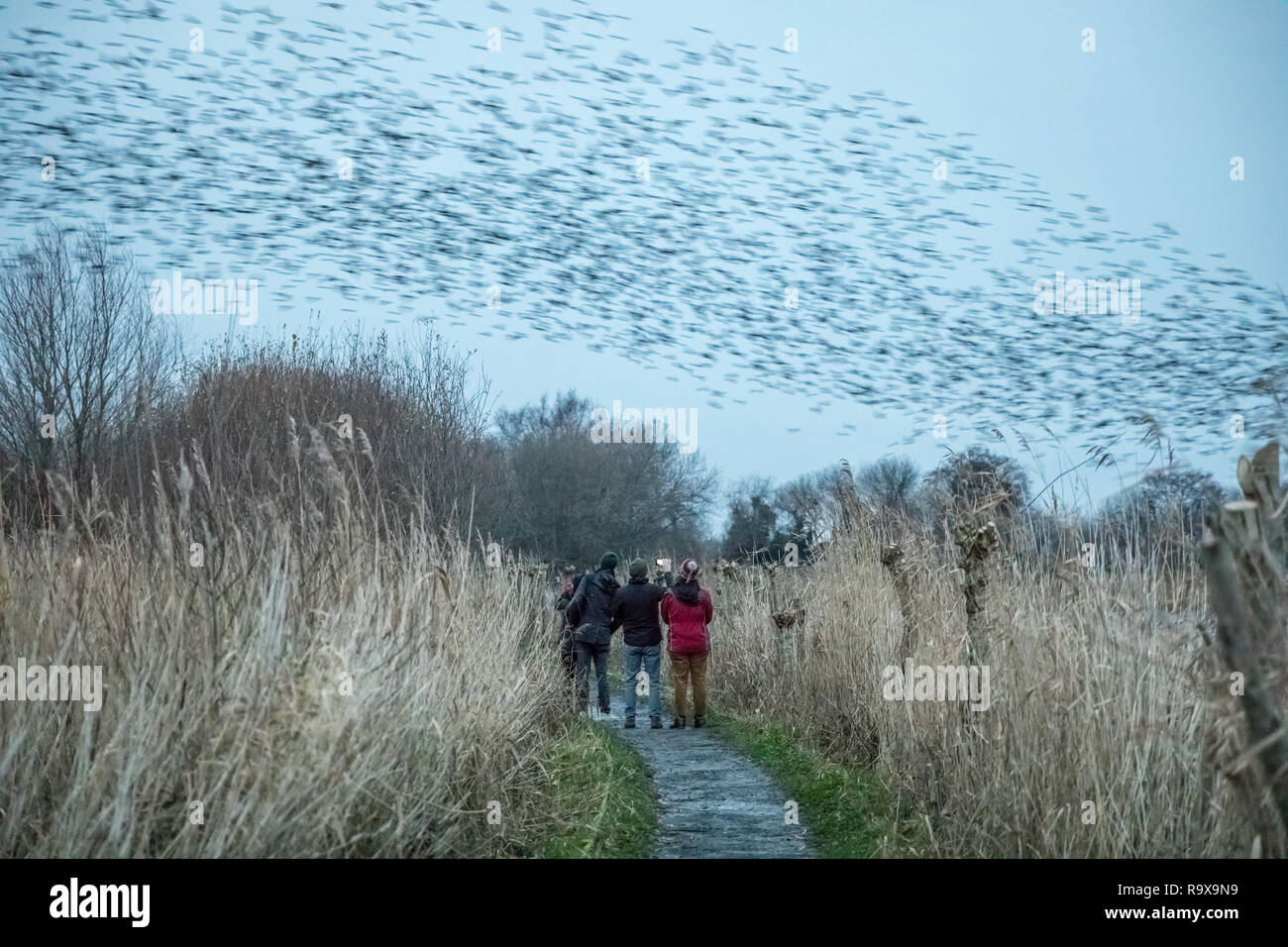 Christmas Eve mass starling murmuration over Avalon marshes nature reserve. Glastonbury, Somerset, UK. Stock Photo