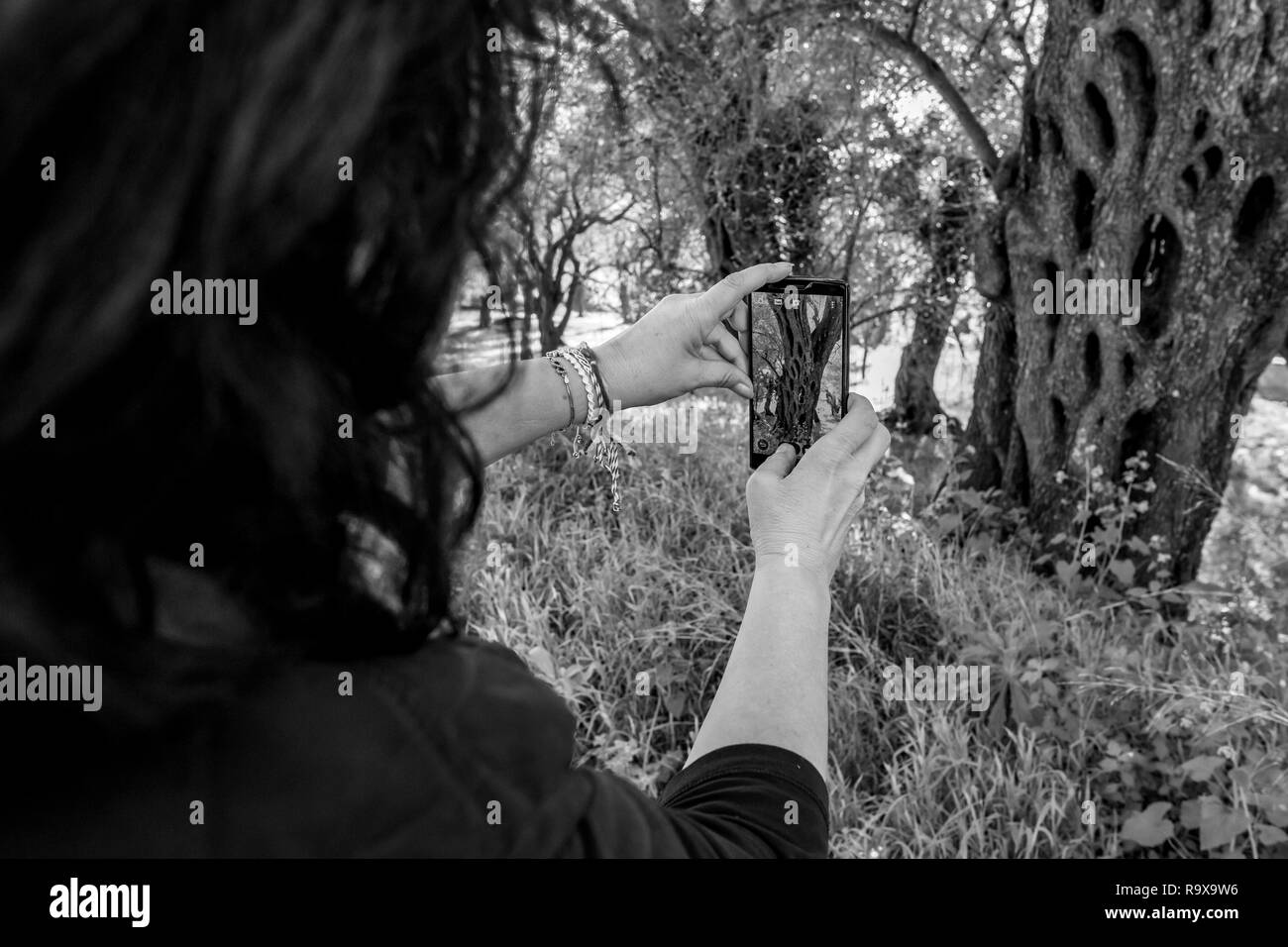 Hands of female taking photo of beautiful very old olive tree with several hollows in its trunk. Selective focus on the smartphone screen, black and w Stock Photo