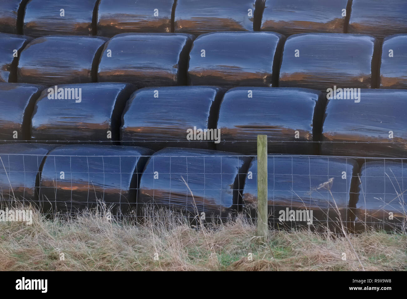 Black plastic bags of hay crop bales rolled and wrapped by farmer on