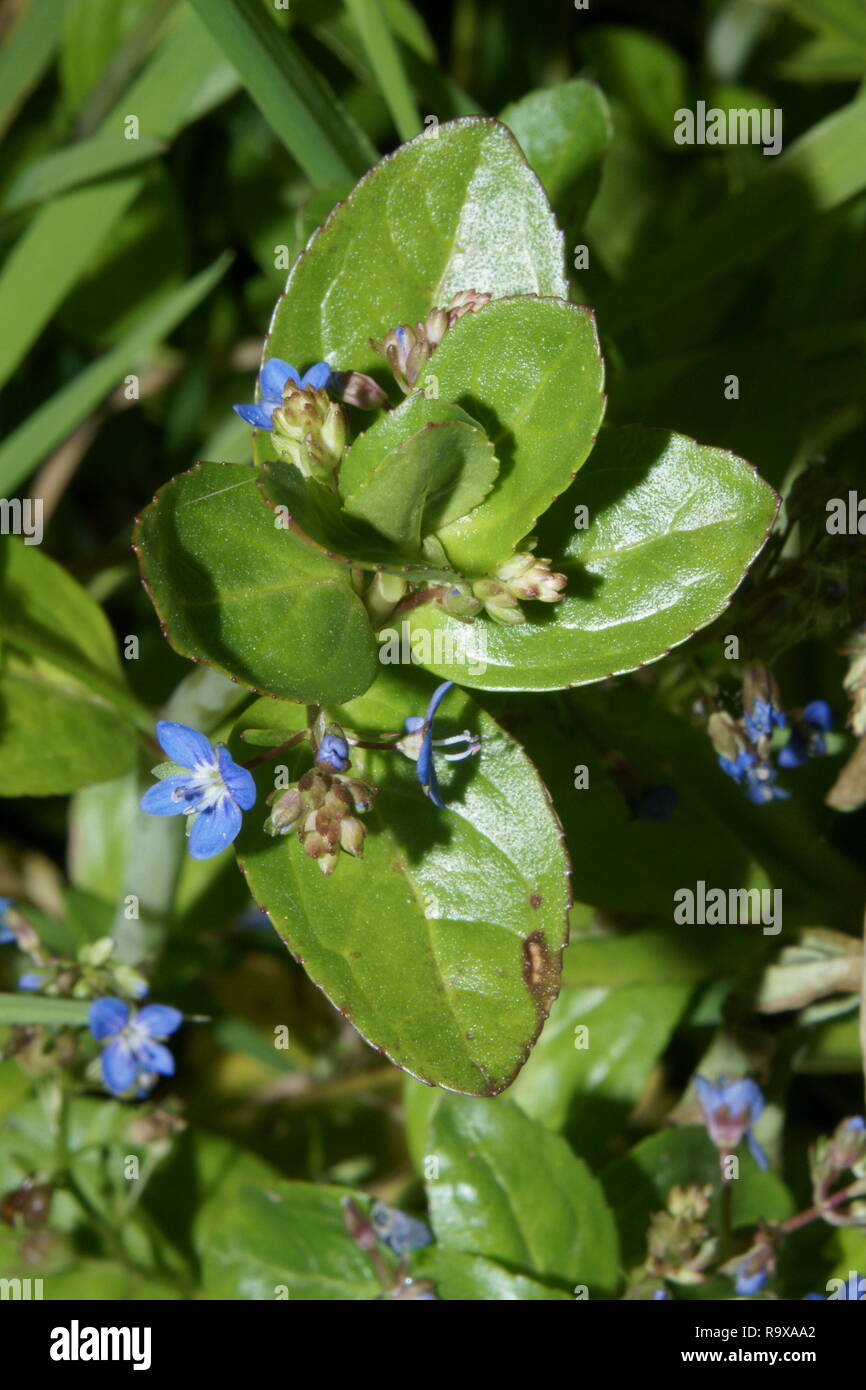 Veronica beccabunga Stock Photo