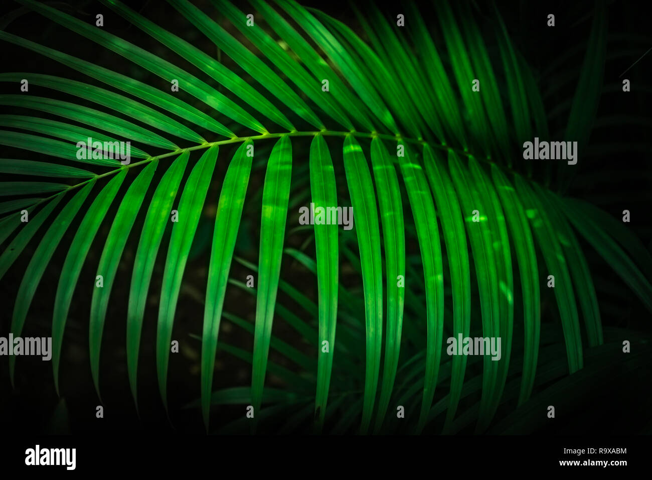 Green tropical palm leaves, dark green background. Stock Photo