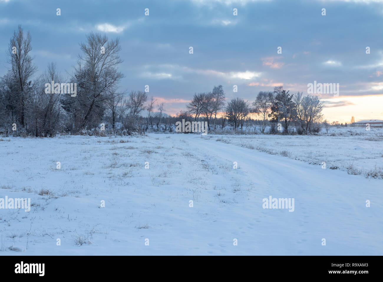 Road and forest with snow in winter season Stock Photo - Alamy