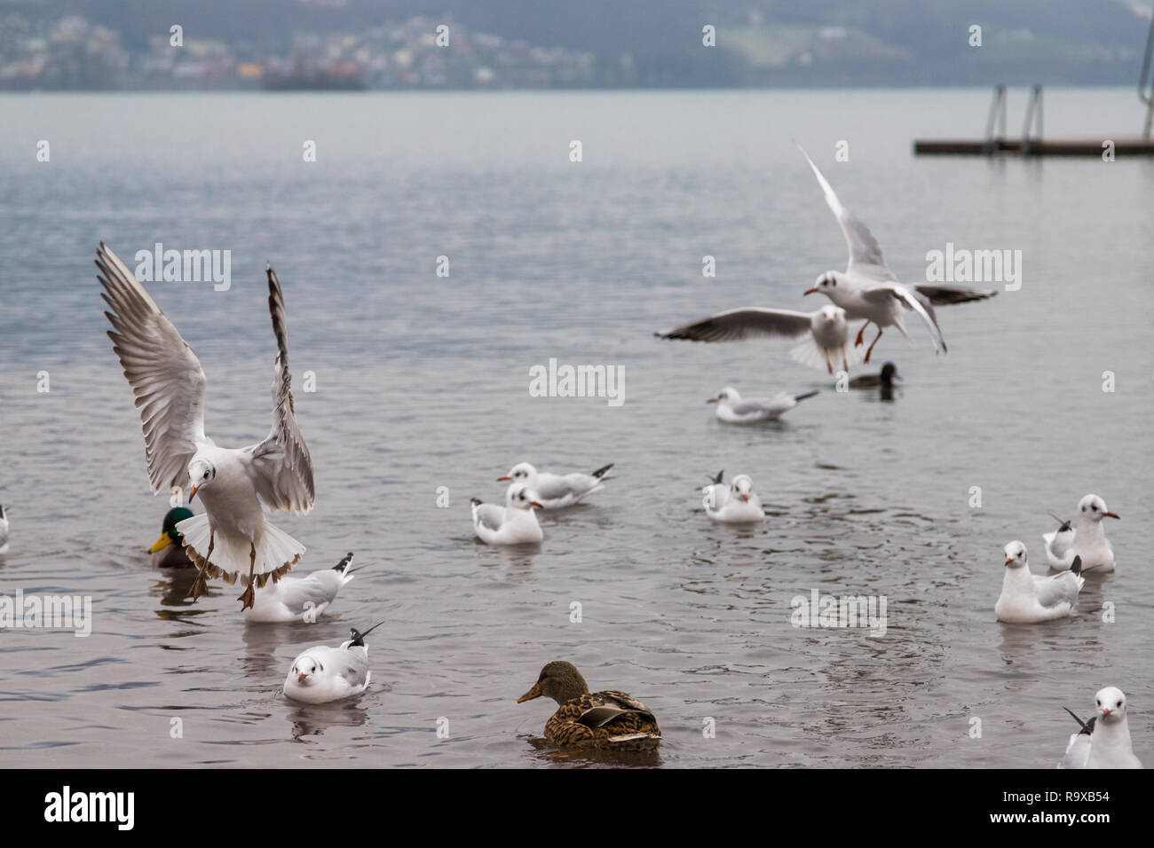While feeding the ducks, seagulls are competing and fighting among one another for food. Stock Photo