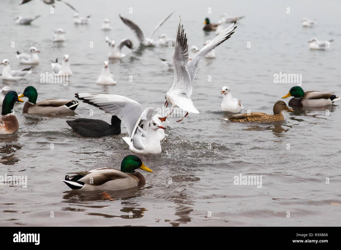 While feeding the ducks, seagulls are competing and fighting among one another for food. Stock Photo