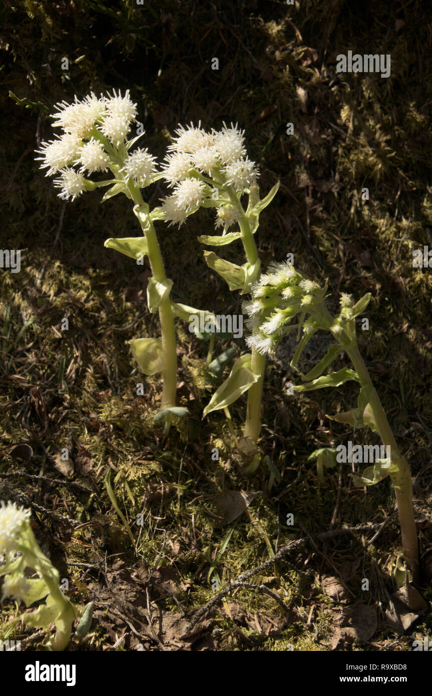 alpine-butterbur-hi-res-stock-photography-and-images-alamy
