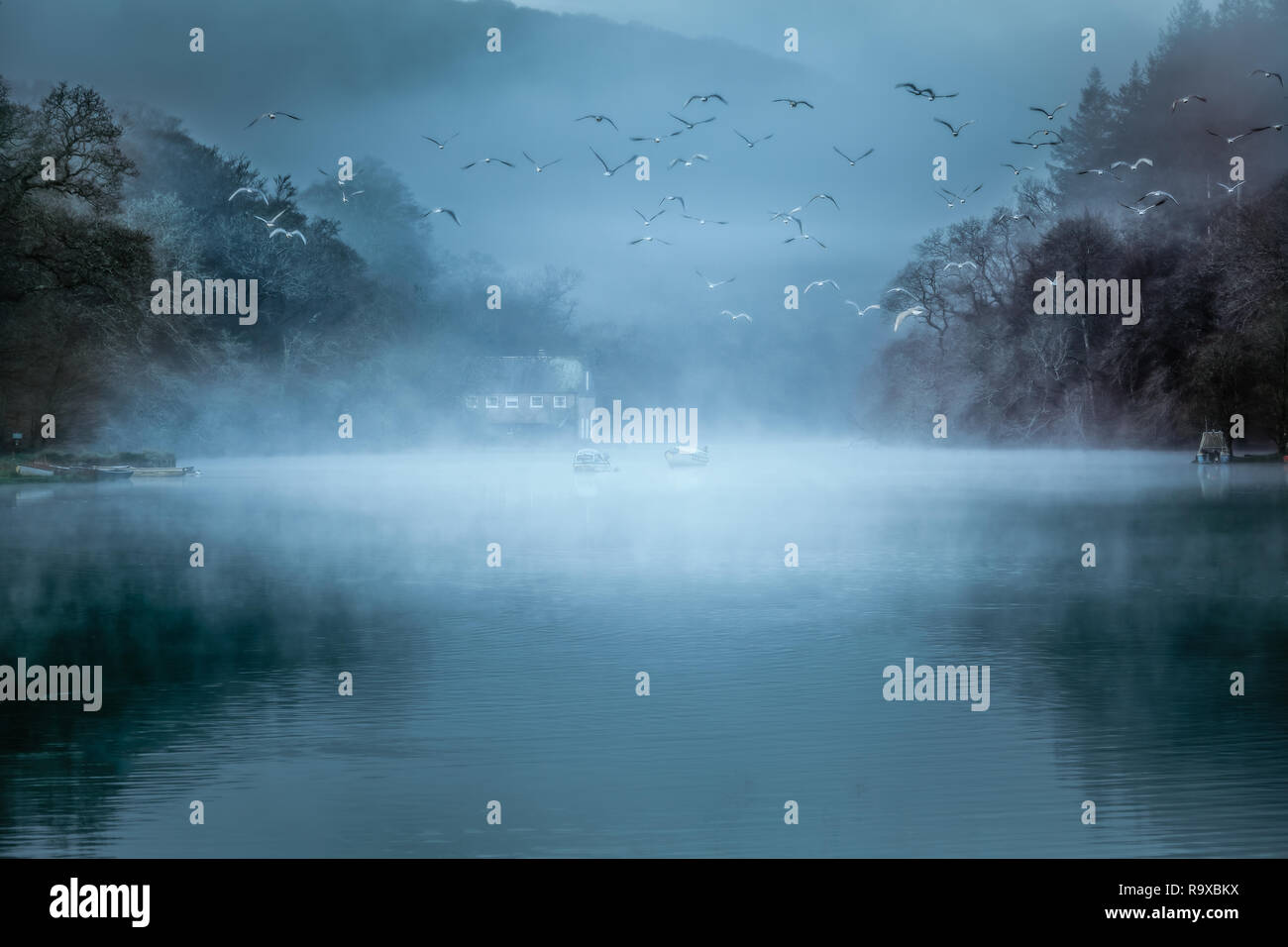 Gulls in the mist on a serene and tranquil morning on the river Lerryn, near Lostwithiel, Cornwall Stock Photo