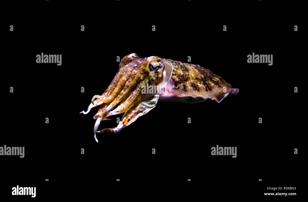 common cuttlefish in closeup isolated on a black background, funny aquarium pet Stock Photo
