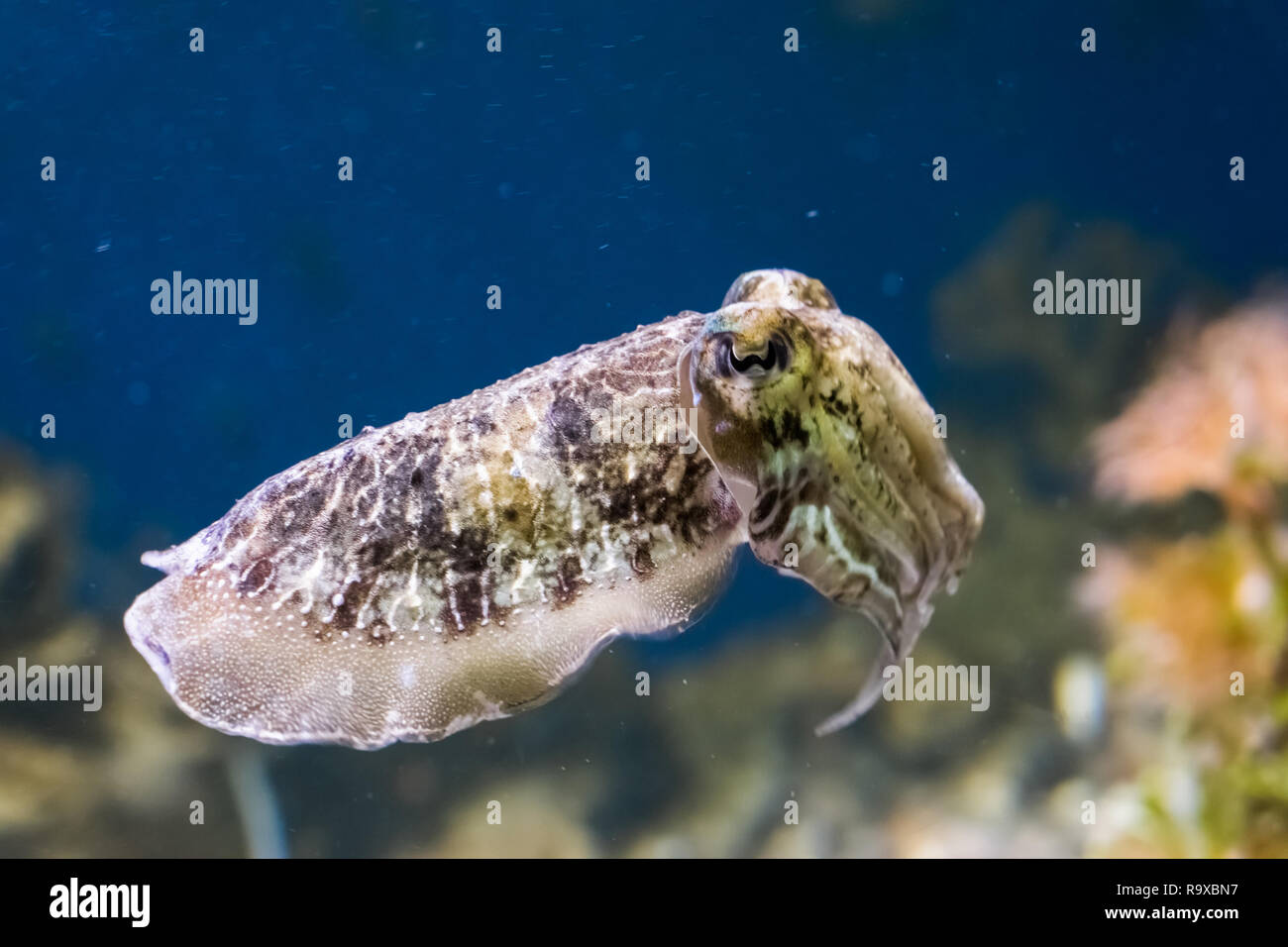 closeup of a common cuttlefish swimming in the ocean, funny aquarium pet Stock Photo