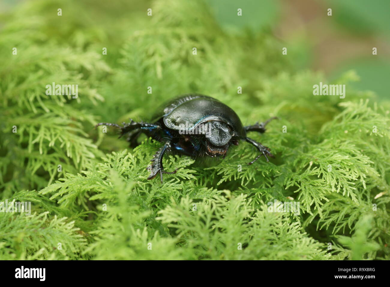 Wood Dor Beetle (Geotrupes stercorosus) Stock Photo
