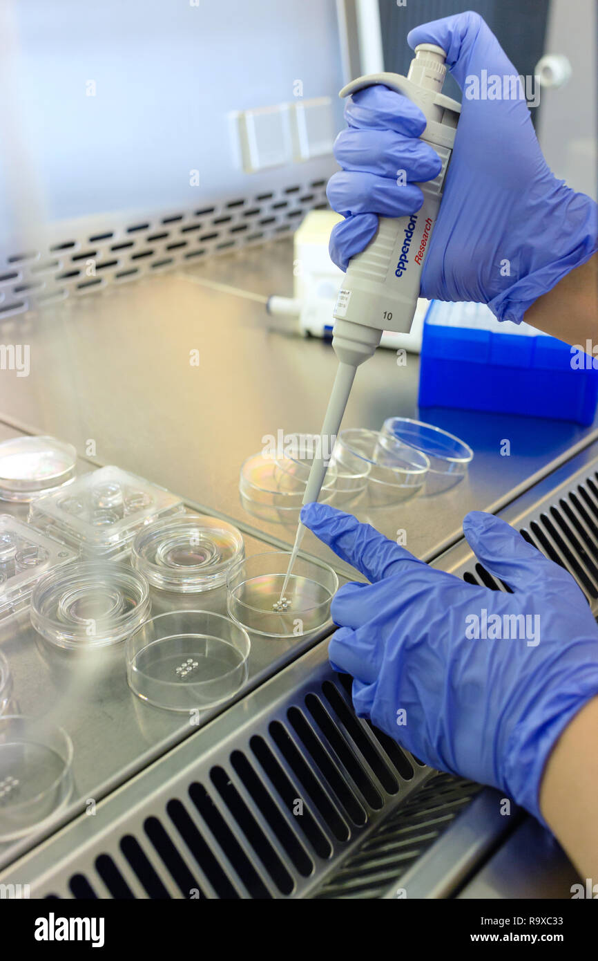 22.02.2018, Berlin, Deutschland - Fr kuenstliche Befruchtung nach der ICSI-Methode  (Intrazytoplasmatische Spermien Injektion) werden Petrischalen vor Stock  Photo - Alamy