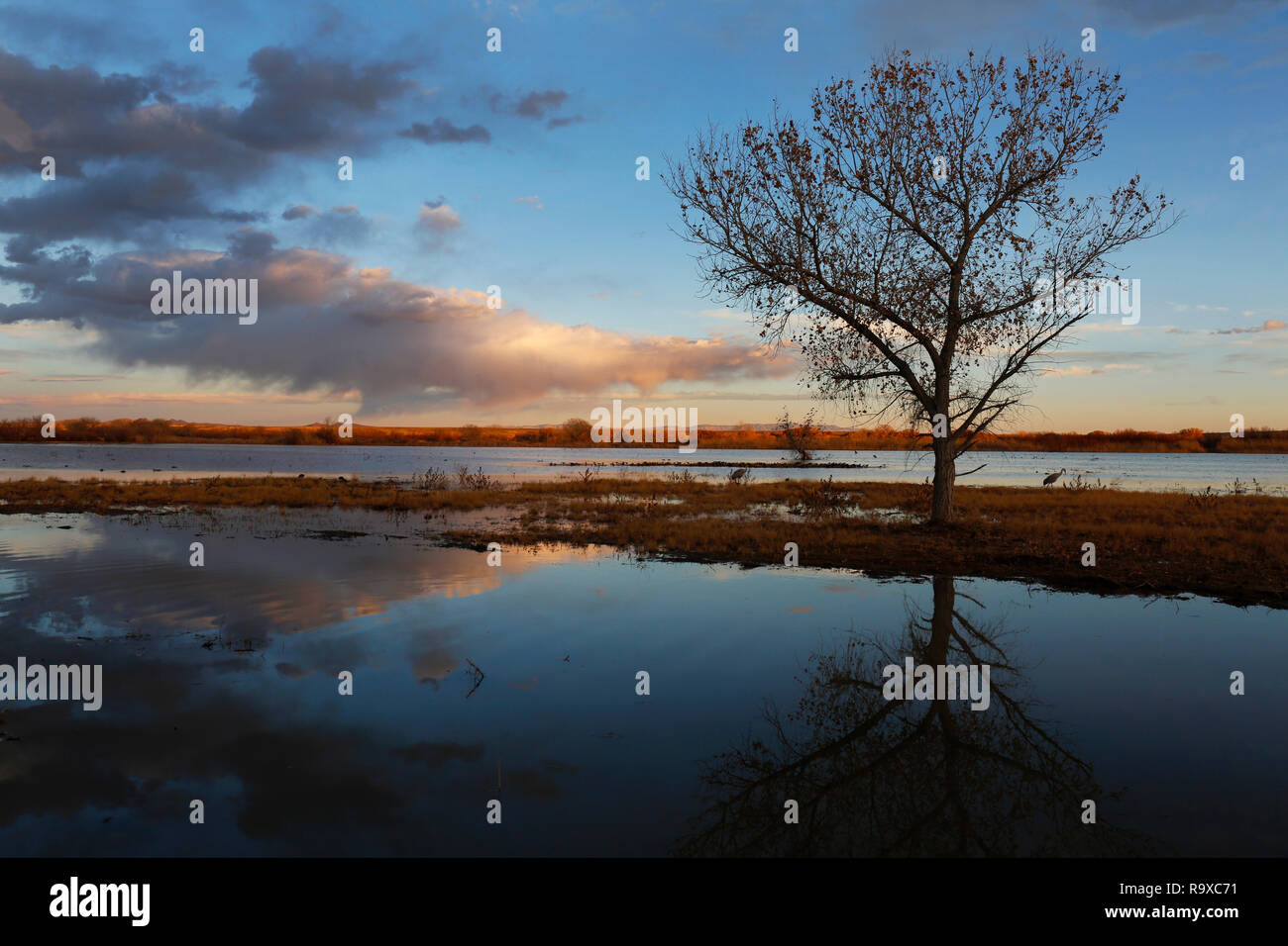 Bosque del apache nwr hi-res stock photography and images - Alamy