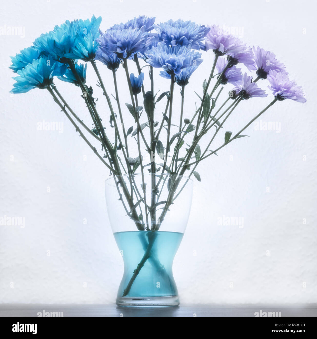 blue and purple dyed carnation flowers in a glass vase Stock Photo