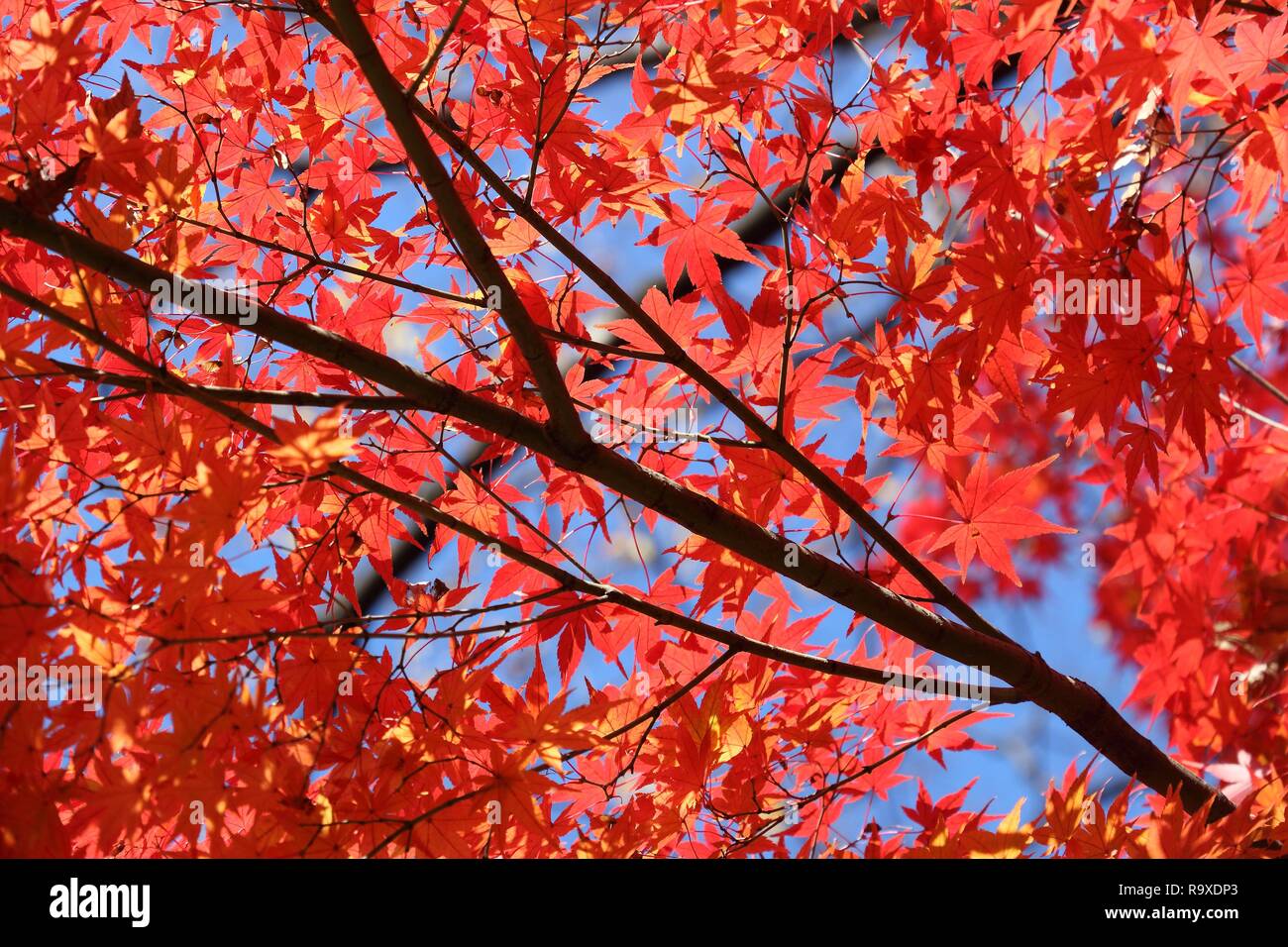 Autumn leaves in Japan - red momiji leaves (maple tree) in