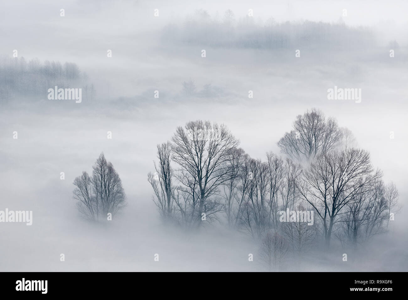 Autumn landscape on foggy forest Stock Photo - Alamy