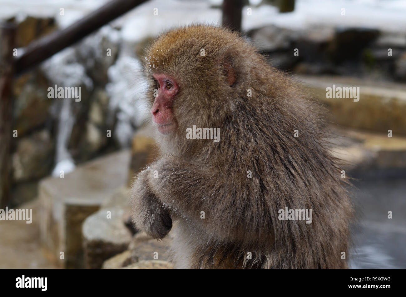 Japanese macacque hi-res stock photography and images - Alamy