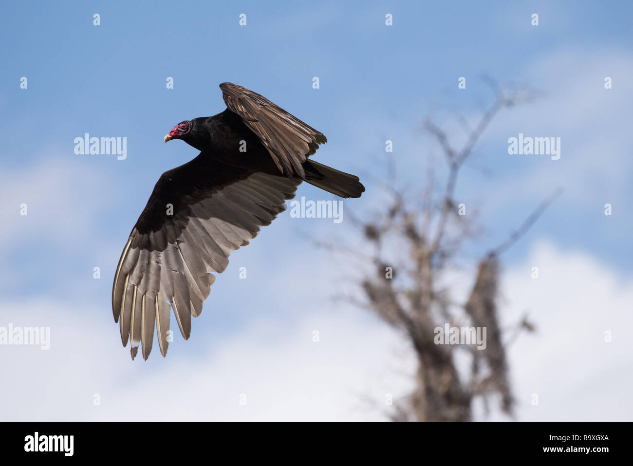 A Turkey Vulture soars through the Pine Island section of the Shingle Creek conservation area near Orlando, Florida. Stock Photo