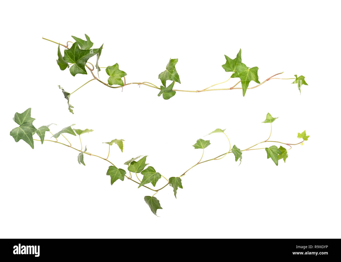 ivy leaves isolated on a white background Stock Photo - Alamy