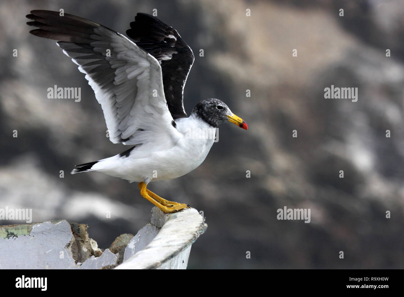 Belcher's gull, Larus belcheri, Pucusana Peru Stock Photo