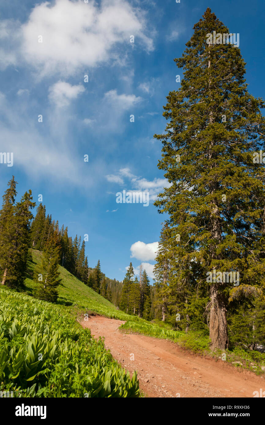 Rocky mountain ponderosa pine tree hi-res stock photography and images ...