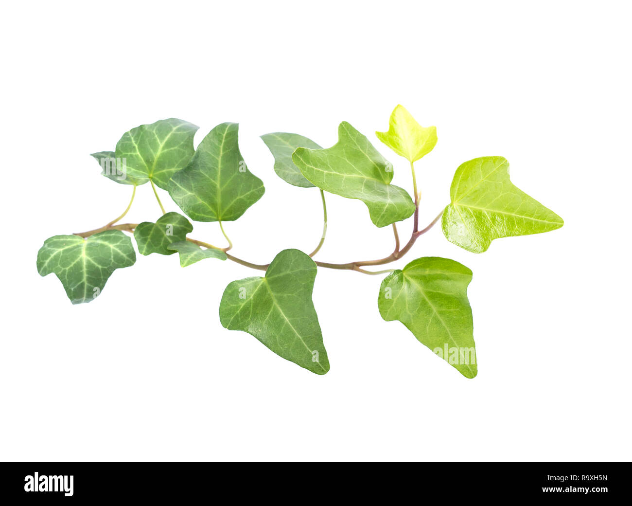 ivy leaves isolated on a white background Stock Photo - Alamy