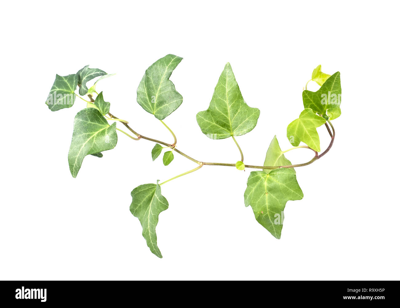 ivy leaves isolated on a white background Stock Photo - Alamy