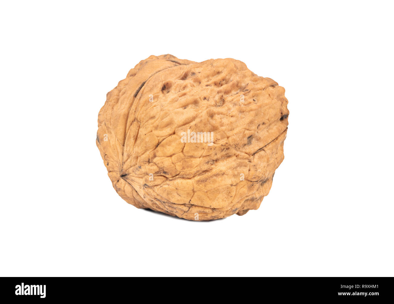 Dry big walnut isolated on white background Stock Photo