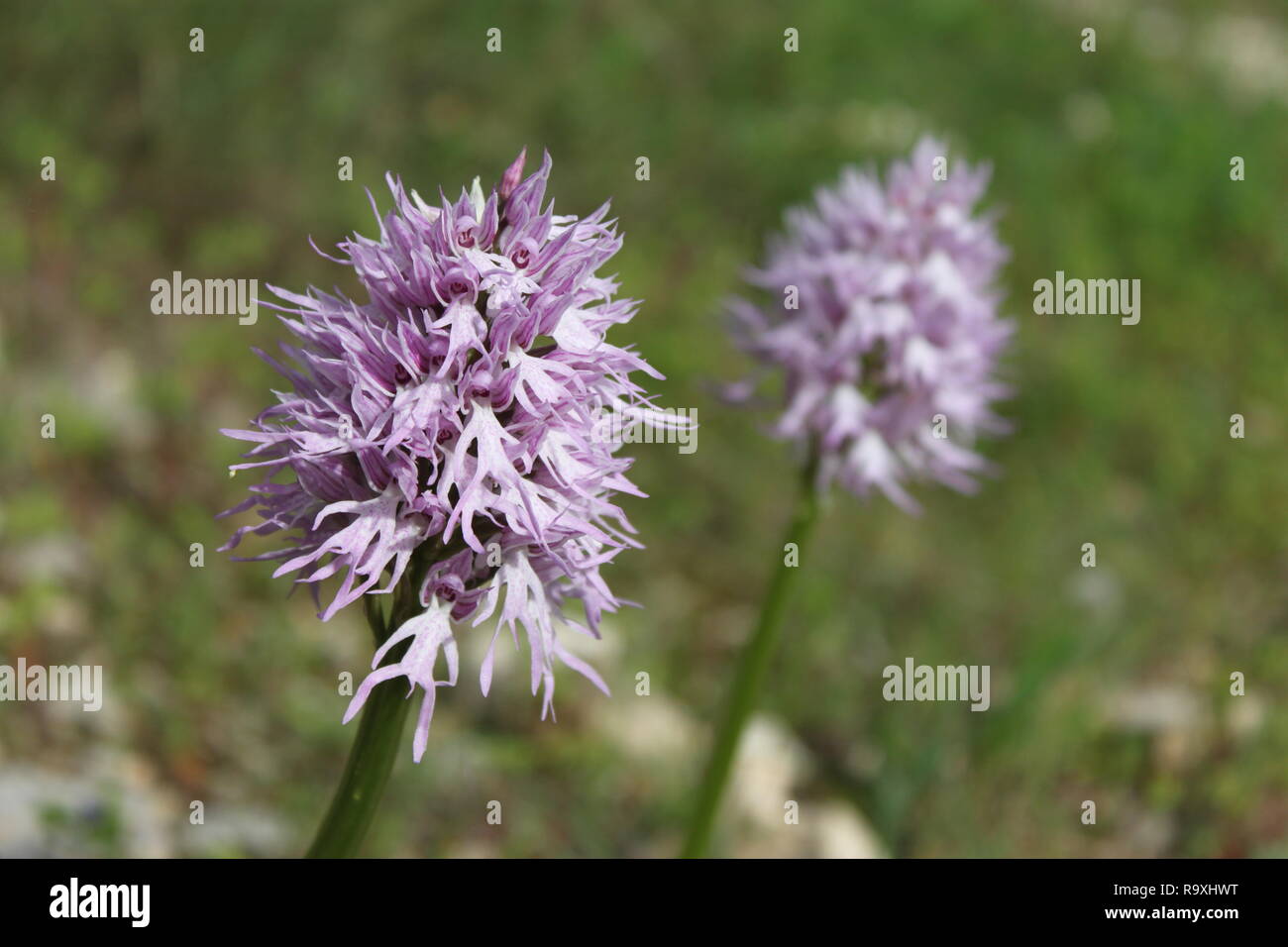 Naked man orchid Orchis italica in Mljet National Park, Croatia Stock Photo