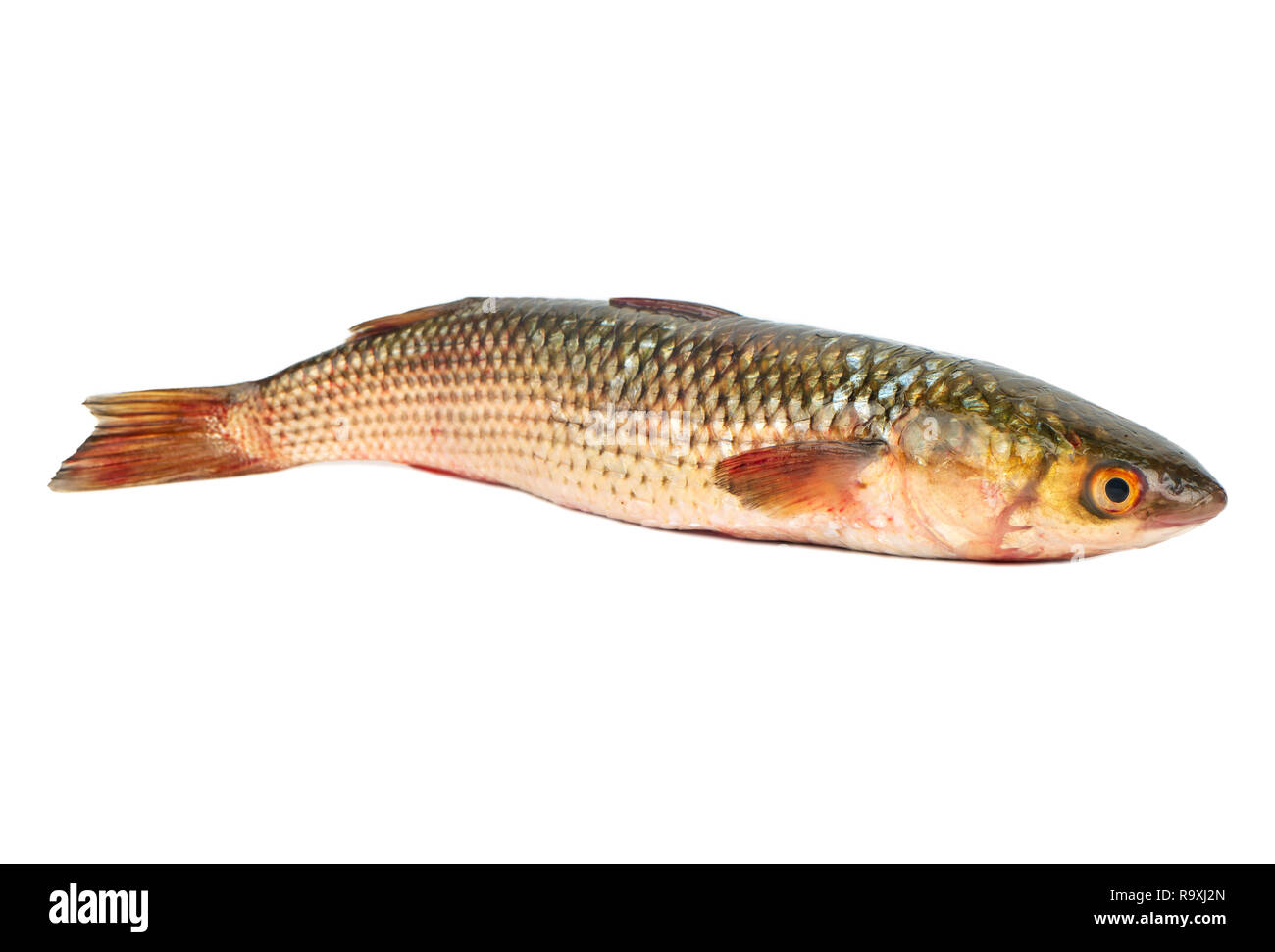 Fresh pelengas fish isolated on white background Stock Photo - Alamy