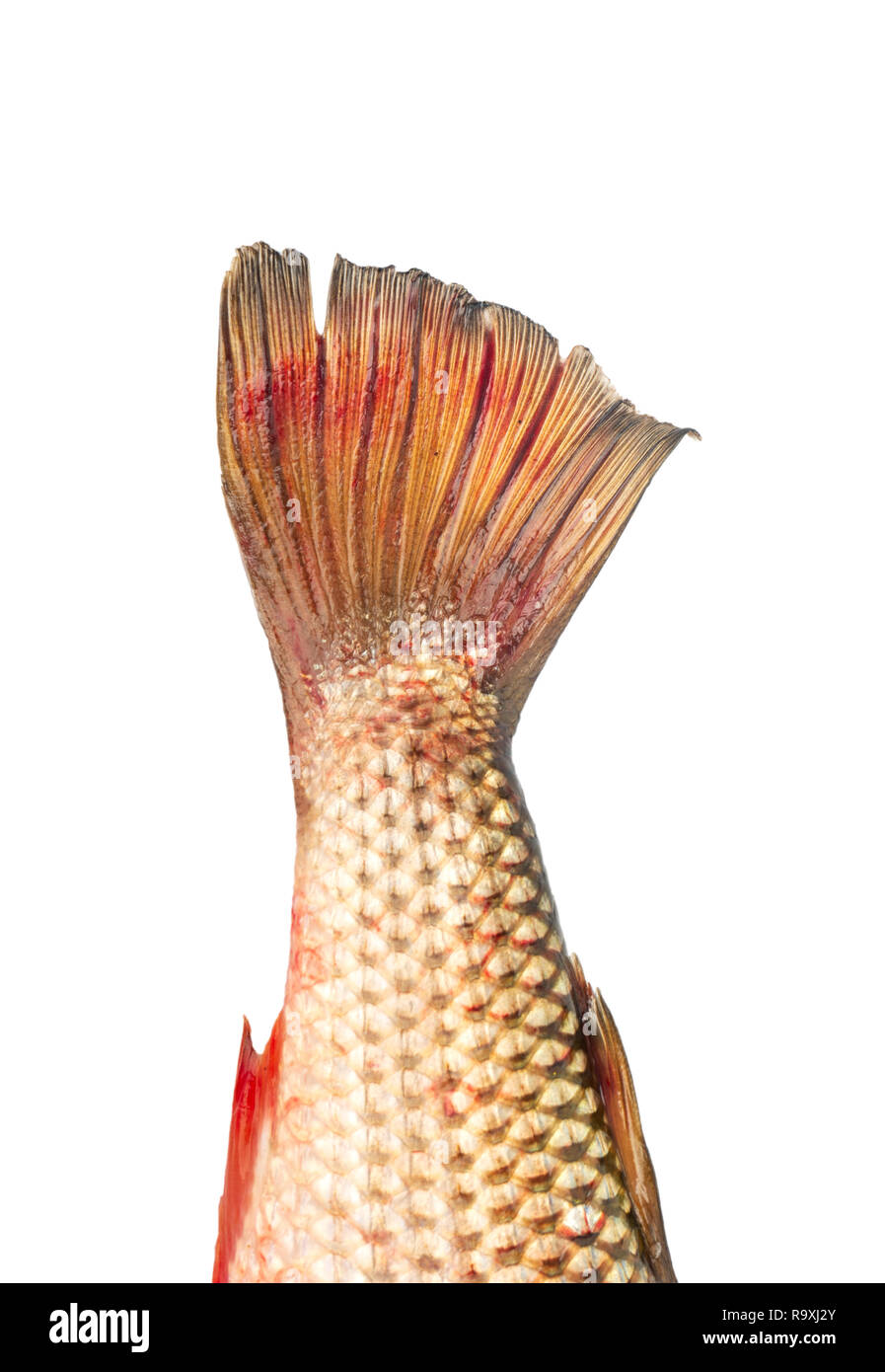 Fish tail pelengas closeup on white background Stock Photo