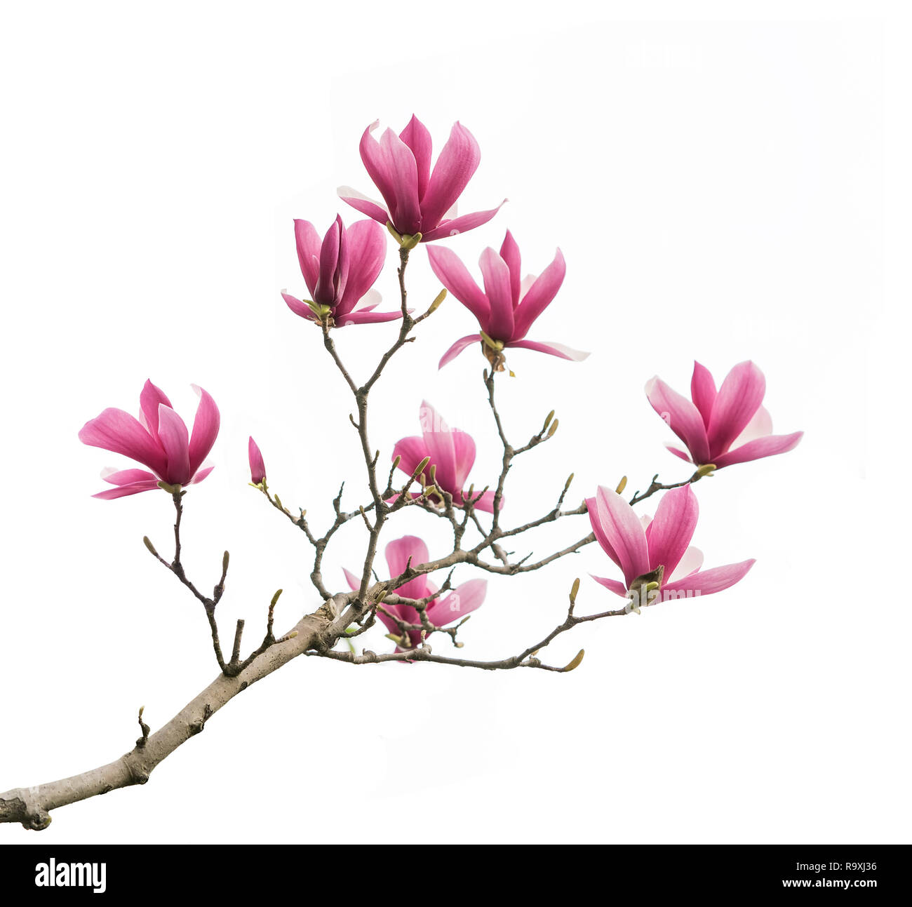 Pink magnolia flowers isolated on white background Stock Photo - Alamy