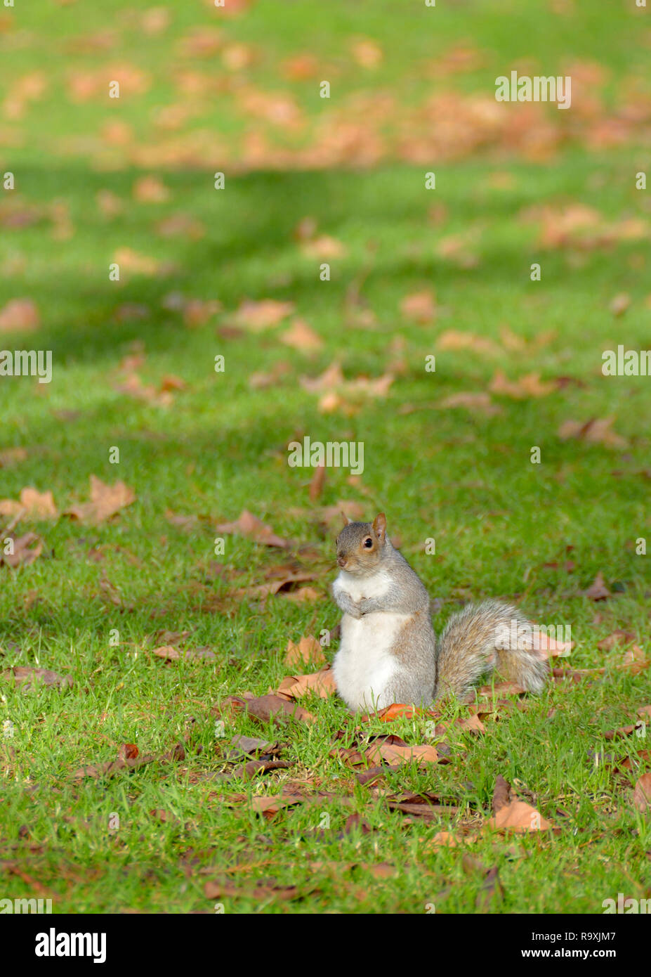 Grey Squirrel (Eastern Grey Squirrel / Gray Squirrel) Sciurus carolinensis. UK, Stock Photo