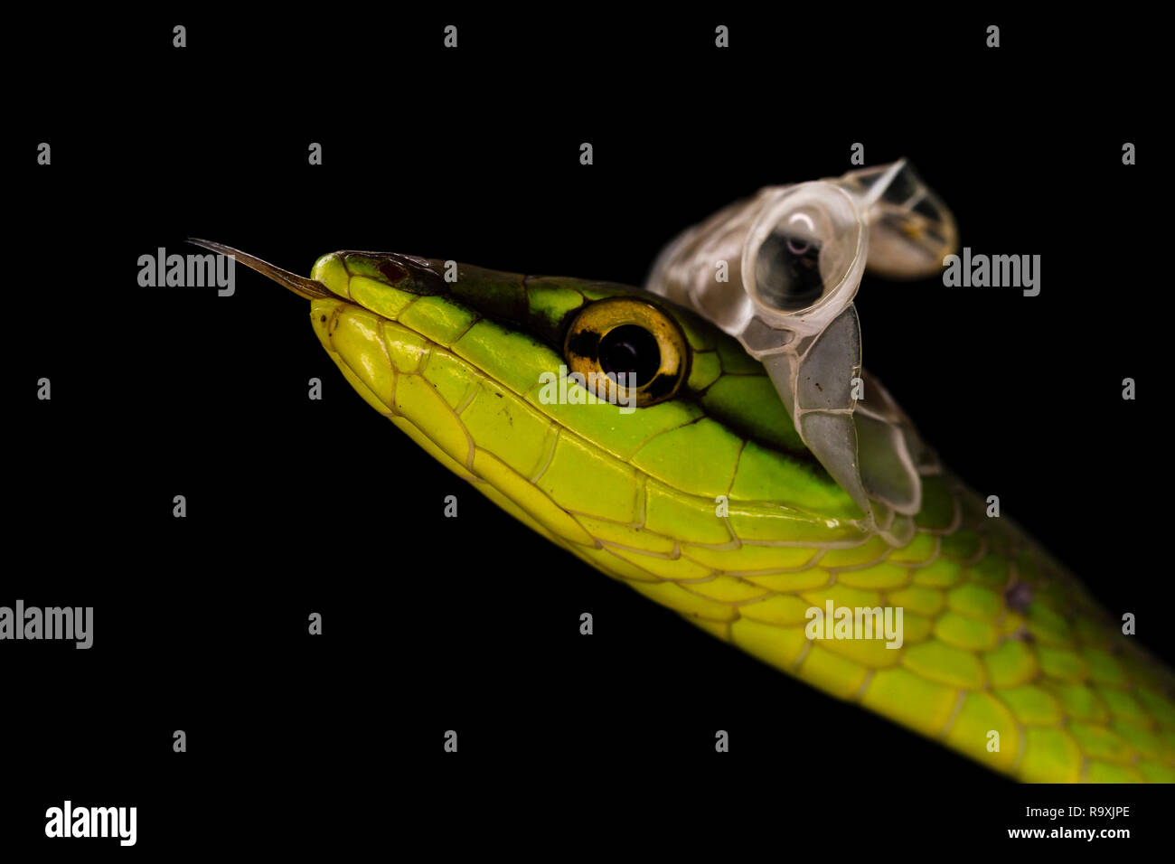 Short-nosed vine snake in Arenal, Costa Rica Stock Photo