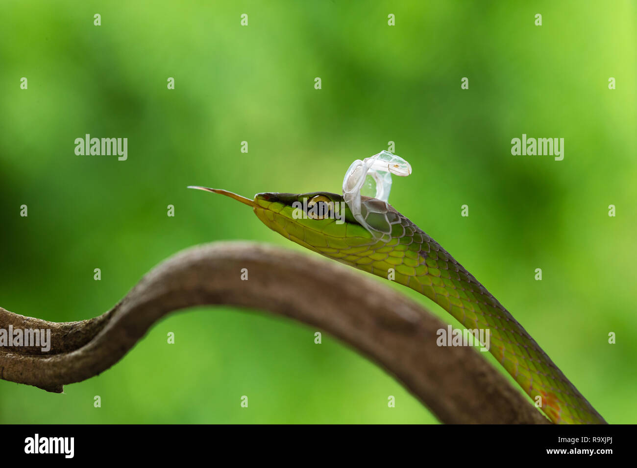 Short-nosed vine snake in Arenal, Costa Rica Stock Photo