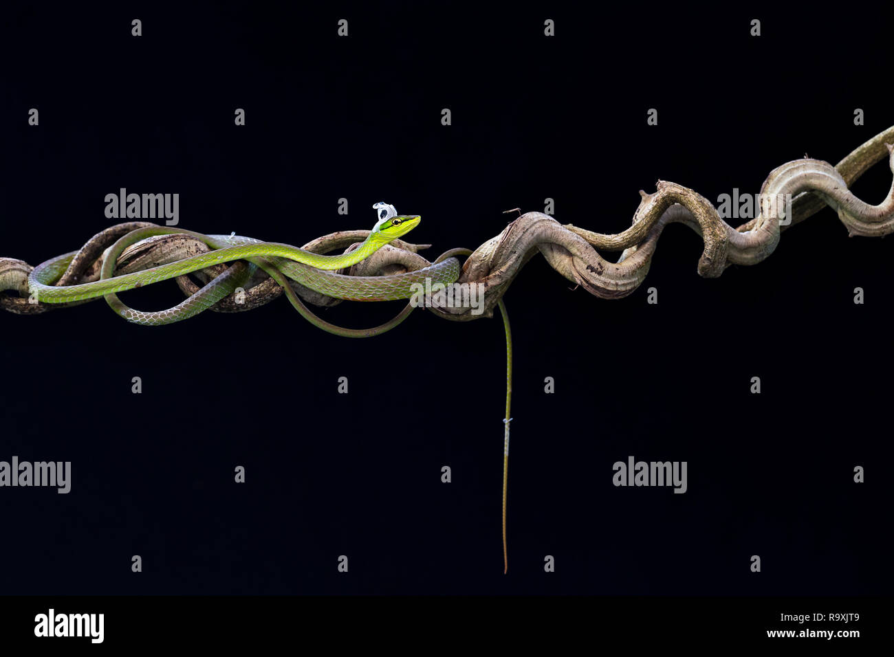 Short-nosed vine snake in Arenal, Costa Rica Stock Photo
