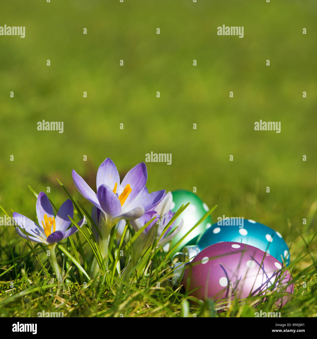 Purple crocuses with easter eggs in a spring meadow Stock Photo