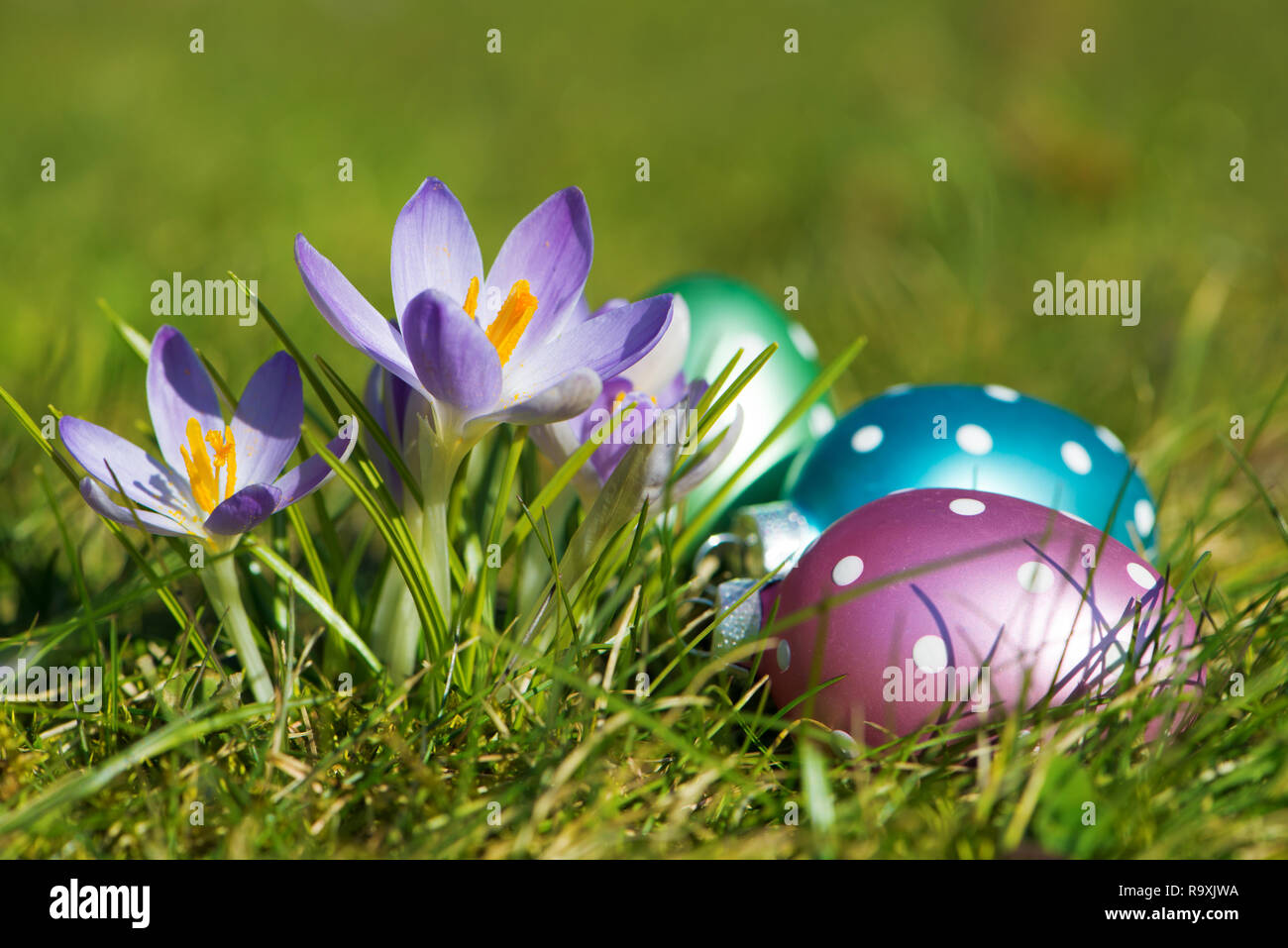 Purple crocuses with easter eggs in a spring meadow Stock Photo