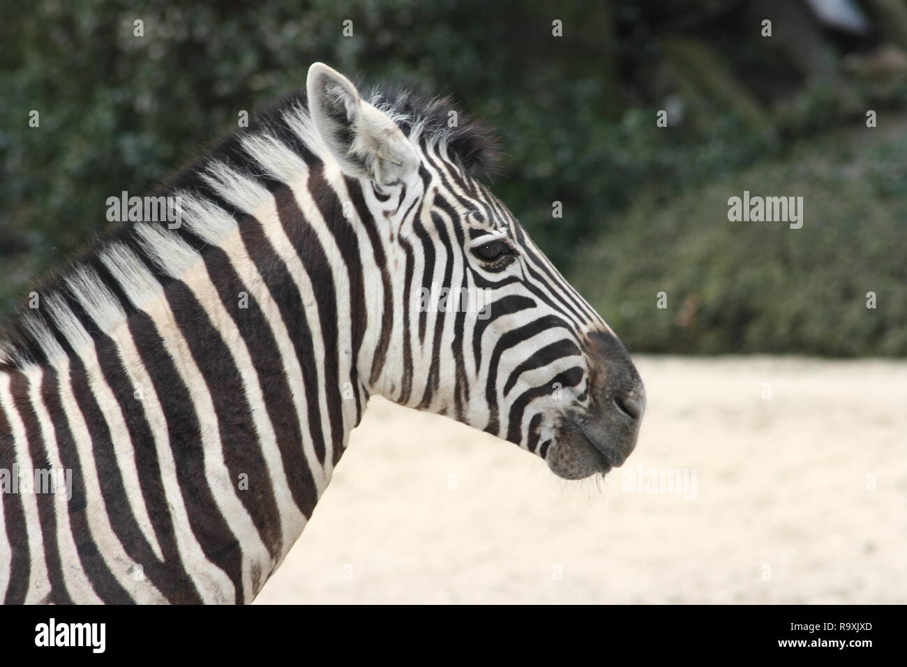 Inclusion of a portrait of Burchell's zebra (Equus quagga Stock Photo ...