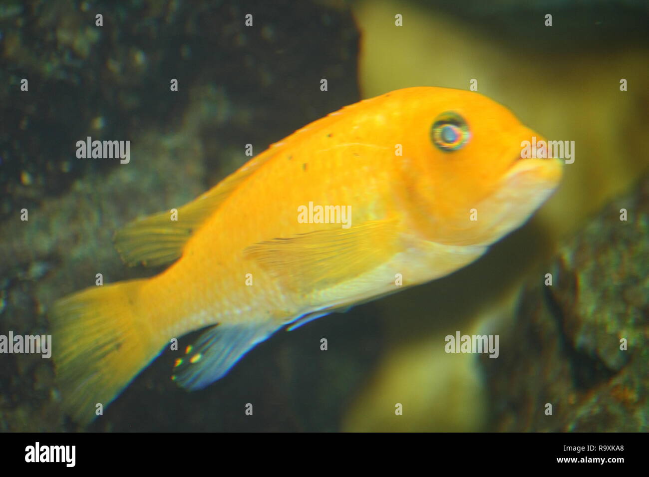 A single yellow cichlid, (Labidochromis caeruleus) Stock Photo