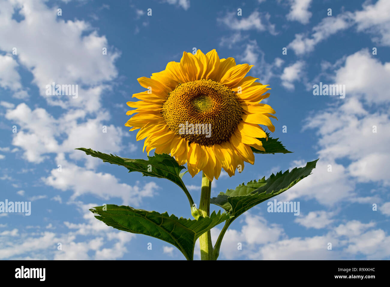 a giant golden yellow sunflower and leaves from a low angle with a blue sky and fluffy clouds in the background Stock Photo