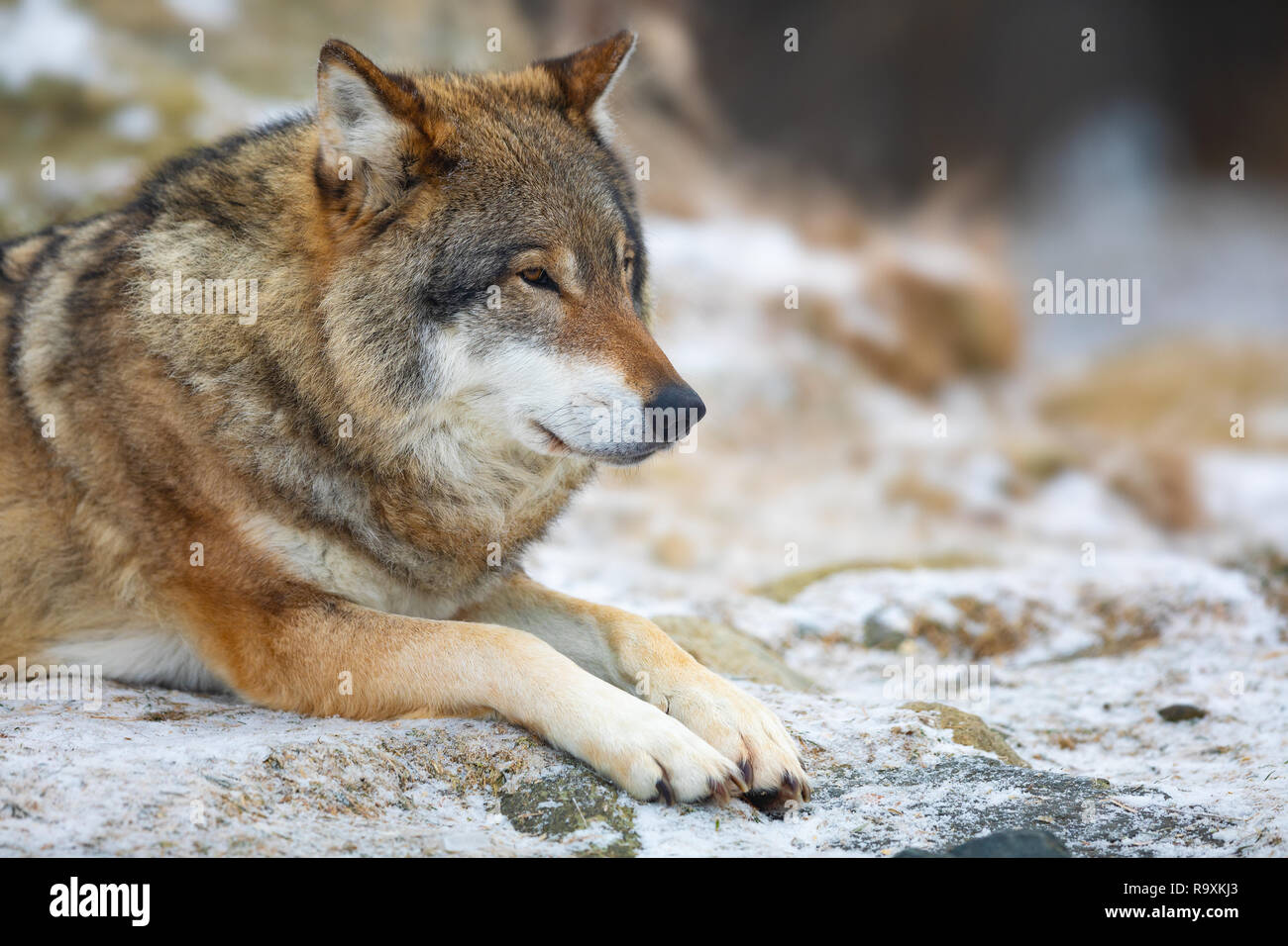 Adult male wolf rests in the forest in early winter Stock Photo